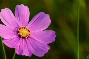 刈谷市中川町のコスモス畑　秋の花　10月　愛知県刈谷市の観光・撮影スポットの写真や画像