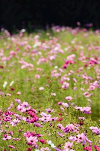 刈谷市中川町のコスモス畑　秋の花　10月　愛知県刈谷市の観光・撮影スポットの写真や画像