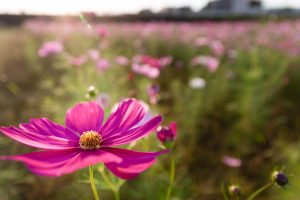 刈谷市中川町のコスモス畑　秋の花　10月　愛知県刈谷市の観光・撮影スポットの写真や画像