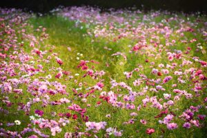 刈谷市中川町のコスモス畑　秋の花　10月　愛知県刈谷市の観光・撮影スポットの写真や画像