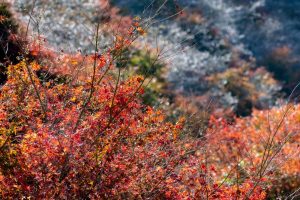 川見四季桜の里　紅葉　秋　11月　愛知県豊田市の観光・撮影スポットの写真と画像