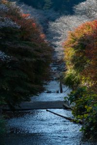 川見四季桜の里　紅葉　秋　11月　愛知県豊田市の観光・撮影スポットの写真と画像川見四季桜の里　紅葉　秋　11月　愛知県豊田市の観光・撮影スポットの写真と画像
