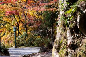 川見四季桜の里　紅葉　秋　11月　愛知県豊田市の観光・撮影スポットの写真と画像