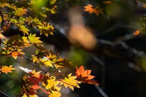 川見四季桜の里　紅葉　秋　11月　愛知県豊田市の観光・撮影スポットの写真と画像