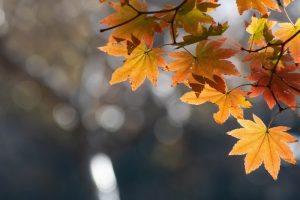 川見四季桜の里　紅葉　秋　11月　愛知県豊田市の観光・撮影スポットの写真と画像