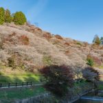 川見四季桜の里　秋　11月　愛知県豊田市の観光・撮影スポットの写真と画像