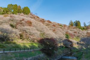 川見四季桜の里　秋　11月　愛知県豊田市の観光・撮影スポットの写真と画像
