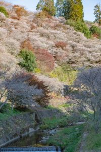 川見四季桜の里　秋　11月　愛知県豊田市の観光・撮影スポットの写真と画像