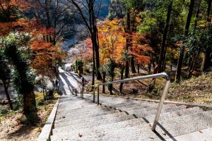川見四季桜の里　紅葉　秋　11月　愛知県豊田市の観光・撮影スポットの写真と画像