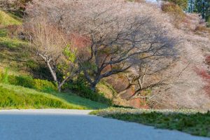 川見四季桜の里　秋　11月　愛知県豊田市の観光・撮影スポットの写真と画像