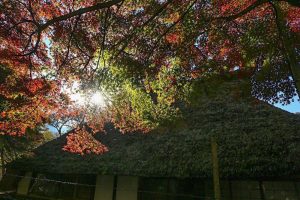 香嵐渓　紅葉　11月　秋　愛知県豊田市の観光・撮影スポットの画像と写真