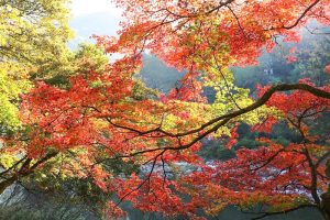 香嵐渓　紅葉　11月　秋　愛知県豊田市の観光・撮影スポットの画像と写真