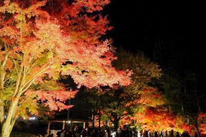 曽木公園　紅葉　ライトアップ　秋　11月　岐阜県土岐市の観光・撮影スポットの画像と写真