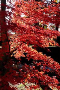 曽木公園　紅葉　秋　11月　岐阜県土岐市の観光・撮影スポットの画像と写真