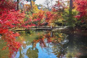 曽木公園　紅葉　リフレクション　秋　11月　岐阜県土岐市の観光・撮影スポットの画像と写真