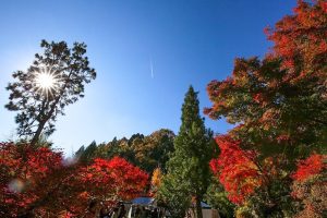 曽木公園　紅葉　秋　11月　岐阜県土岐市の観光・撮影スポットの画像と写真