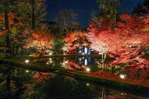 曽木公園　紅葉　ライトアップ　秋　11月　岐阜県土岐市の観光・撮影スポットの画像と写真