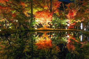 曽木公園　紅葉　ライトアップ　リフレクション　秋　11月　岐阜県土岐市の観光・撮影スポットの画像と写真