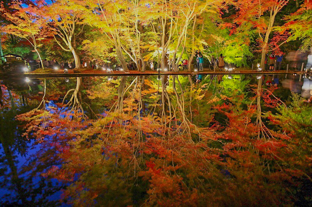 曽木公園　紅葉　ライトアップ　リフレクション　秋　11月　岐阜県土岐市の観光・撮影スポットの画像と写真