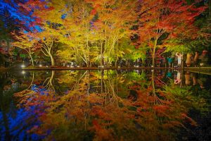 曽木公園　紅葉　ライトアップ　リフレクション　秋　11月　岐阜県土岐市の観光・撮影スポットの画像と写真