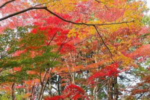 東山動植物園　紅葉　11月　愛知県名古屋市の観光・撮影スポットの画像と写真