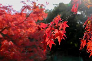 東山動植物園　紅葉　11月　愛知県名古屋市の観光・撮影スポットの画像と写真