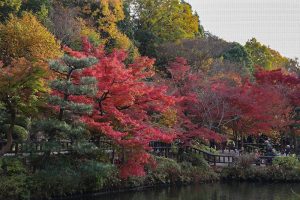 東山動植物園　紅葉　11月　愛知県名古屋市の観光・撮影スポットの画像と写真