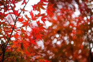 東山動植物園　紅葉　11月　愛知県名古屋市の観光・撮影スポットの画像と写真