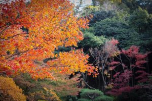 東山動植物園　紅葉　11月　愛知県名古屋市の観光・撮影スポットの画像と写真