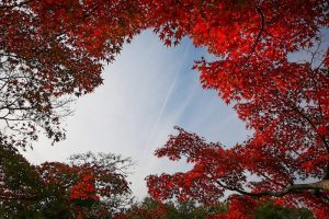 東山動植物園　紅葉　11月　愛知県名古屋市の観光・撮影スポットの画像と写真