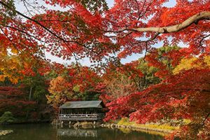 東山動植物園　紅葉　11月　愛知県名古屋市の観光・撮影スポットの画像と写真