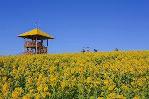 愛知牧場　菜の花　春の花　1月　愛知県日進市の観光・撮影スポットの画像と写真