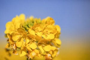愛知牧場　菜の花　春の花　1月　愛知県日進市の観光・撮影スポットの画像と写真