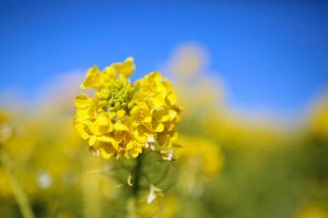 愛知牧場　菜の花　春の花　1月　愛知県日進市の観光・撮影スポットの画像と写真