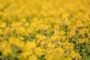愛知牧場　菜の花　春の花　1月　愛知県日進市の観光・撮影スポットの画像と写真