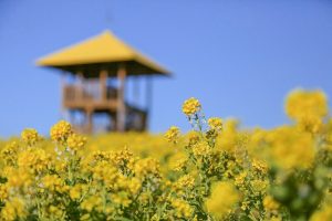 愛知牧場　菜の花　春の花　1月　愛知県日進市の観光・撮影スポットの画像と写真