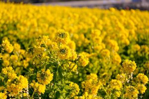 愛知牧場　菜の花　春の花　1月　愛知県日進市の観光・撮影スポットの画像と写真