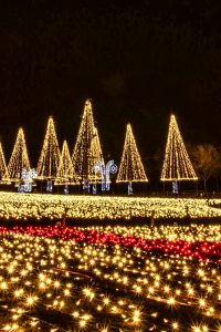 木曽三川公園センター、イルミネーション、12月冬、岐阜県海津市の観光・撮影スポットの画像と写真