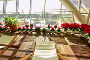 江南フラワーパーク、チューリップ、1月春の花, 愛知県江南市の観光・撮影スポットの写真と画像