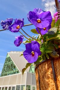 江南フラワーパーク、チューリップ、1月春の花, 愛知県江南市の観光・撮影スポットの写真と画像