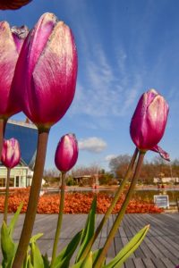 江南フラワーパーク、チューリップ、1月春の花, 愛知県江南市の観光・撮影スポットの写真と画像