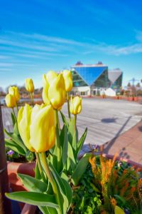 江南フラワーパーク、チューリップ、1月春の花, 愛知県江南市の観光・撮影スポットの写真と画像