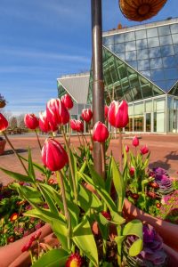 江南フラワーパーク、チューリップ、1月春の花, 愛知県江南市の観光・撮影スポットの写真と画像