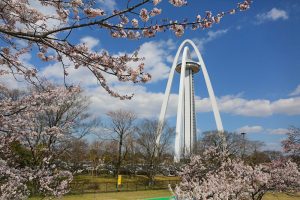138タワーパーク桜並木　3月　春の花　愛知県一宮市の観光・撮影スポットの画像と写真