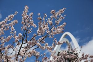 138タワーパーク桜並木　3月　春の花　愛知県一宮市の観光・撮影スポットの画像と写真
