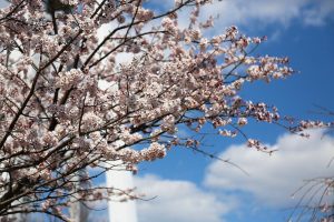 138タワーパーク桜並木　3月　春の花　愛知県一宮市の観光・撮影スポットの画像と写真