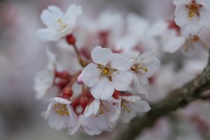 138タワーパーク桜並木　3月　春の花　愛知県一宮市の観光・撮影スポットの画像と写真