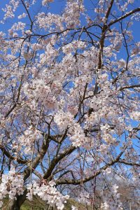 138タワーパーク桜並木　3月　春の花　愛知県一宮市の観光・撮影スポットの画像と写真