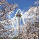 138タワーパーク桜並木　3月　春の花　愛知県一宮市の観光・撮影スポットの画像と写真