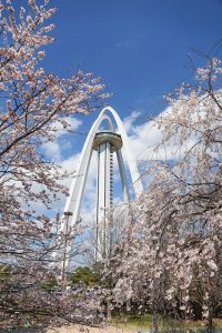 138タワーパーク桜並木　3月　春の花　愛知県一宮市の観光・撮影スポットの画像と写真